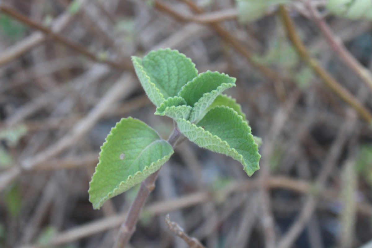 Coleus amboinicus Lour.